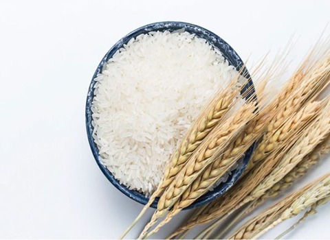 قیمت برنج شمال کشت دوم + خرید باور نکردنی